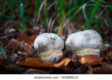 Inedible Mushrooms High Res Stock Images Shutterstock