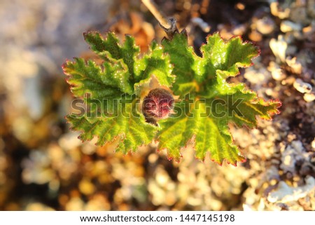 Rubus chamaemorus, common names include cloudberry and bakeapple.