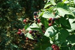 Rubus Fruticosus 'Black Satin' Grows With Berries In August. Rubus Fruticosus Is The Ambiguous Name Of A European Blackberry Species In The Genus Rubus In The Rose Family. Berlin, Germany