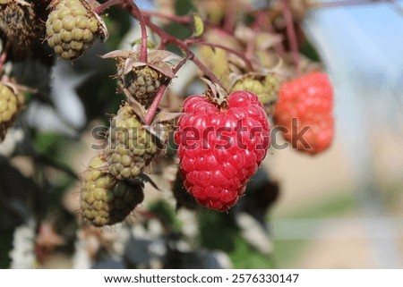 Rubus idaeus 'Elida', raspberry with red fruits