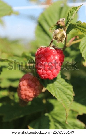 Rubus idaeus 'Elida', raspberry with red fruits