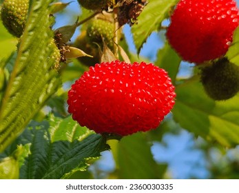 Rubus Probus - Native Atherton Raspberry