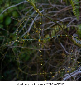 Rubus Squarrosus Is An Extremely Prickly Usually Leafless Vine. It Has Attractive Yellow Thorns On Green Stems.