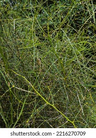 Rubus Squarrosus Is An Extremely Prickly Usually Leafless Vine. It Has Attractive Yellow Thorns On Green Stems.