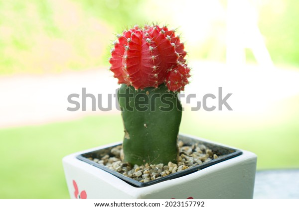 Image 13