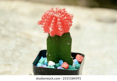 Ruby Ball Cactus, Red Grafted Cactus, Moon Cactus, Delightful Cactus