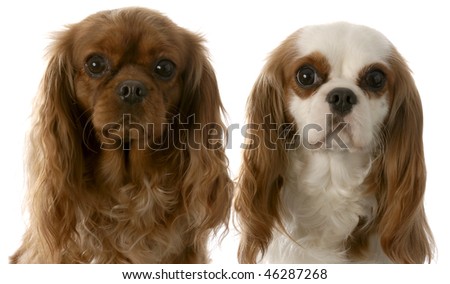 ruby and blenheim cavalier king charles spaniels sitting beside each other on white background