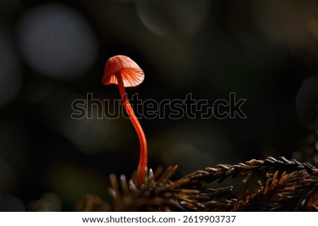 Ruby Bonnet (Cruentomycena viscidocruenta), tiny bright red fungus in the forest. Auckland.