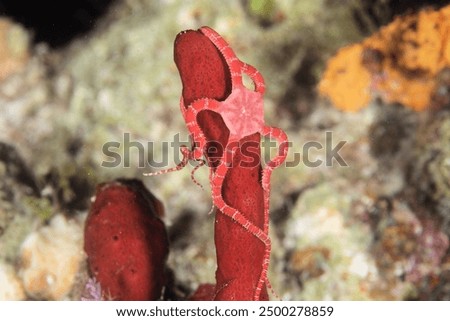 Ruby Brittle Star in Turks and Caicos