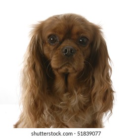 724 Ruby cavalier king charles spaniel Images, Stock Photos & Vectors ...