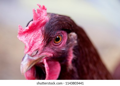 Ruby chicken one