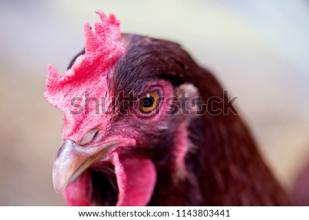 Ruby chicken one