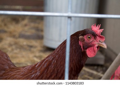 ruby chicken three