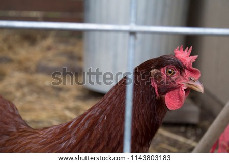 ruby chicken three