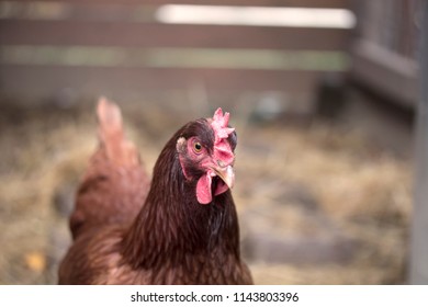 Ruby chicken two