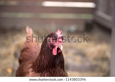 Ruby chicken two