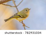 Ruby crowned Kinglet