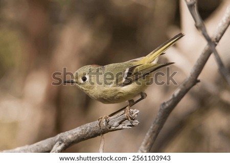 a ruby crowned kinglet on a branch 