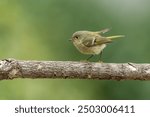 A Ruby crowned kinglet perched on a tree branch