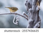 Ruby crowned kinglet perched on a snow-covered tree branch