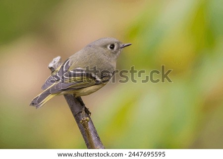 Ruby Crowned Kinglet perched on a tree branch
