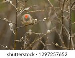 Ruby crowned Kinglet, Regulus calendula in Minnesota Agnieszka Bacal.