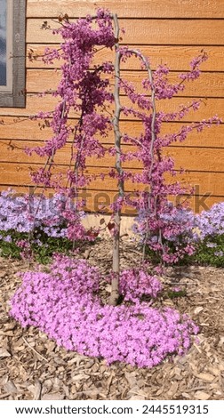 Ruby Falls Weeping Redbud Tree