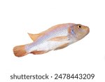 Ruby ​​fish isolated on white background.Freshwater fish looks similar to tilapia. The most popular menu item is steamed fish with lemon.