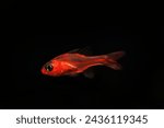 Ruby or Little Red Cardinalfish (Apogon crassicepsis)