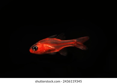 Ruby or Little Red Cardinalfish (Apogon crassicepsis)