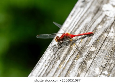 A ruby meadowhawk dragonfly perched on a boardwalk railing in an Ontario Provincial Park.
