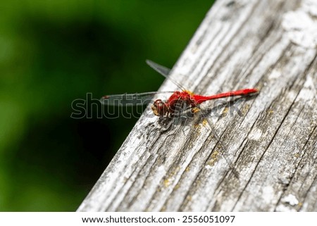 A ruby meadowhawk dragonfly perched on a boardwalk railing in an Ontario Provincial Park.