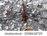 Ruby Meadowhawk on Road, Peninsula State Park Wisconsin