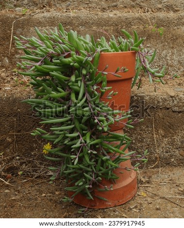 Ruby necklace succulent plant in a red clay pot on a beautiful weathered stone stair.