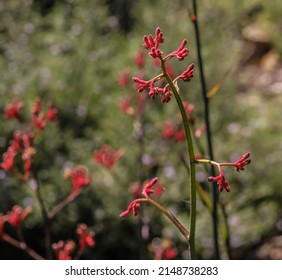 Ruby Red Kangaroo Paw In Bloom