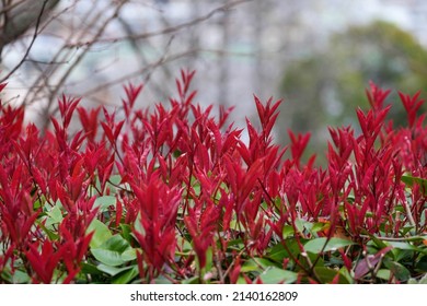 Ruby red sprouts of Red Tip Photinia (Benikanamemochi) are shining in the light
