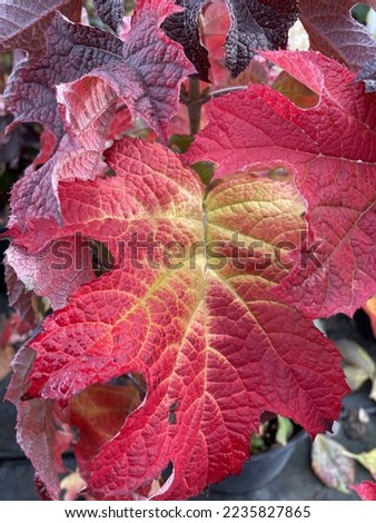 'Ruby Slippers' is a compact form of oakleaf hydrangea. 