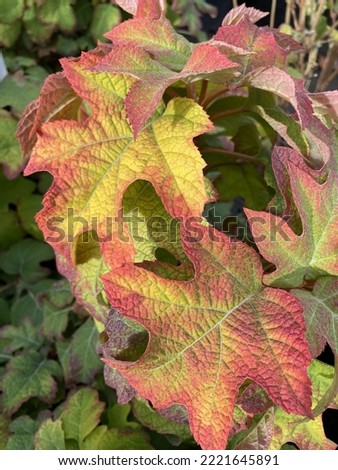 Ruby Slippers Hydrangea. Hydrangea quercifolia, commonly known as oakleaf hydrangea