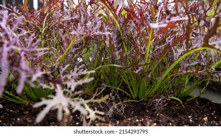Ruby Streaks Mustard Greens in Garden - Shutterstock ID 2154293795