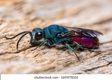 Ruby Tailed Wasp Insect Macro