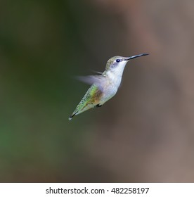 Ruby Throated Humming bird in a boreal forest in Northern Quebec after its long migration north. Very small hummingbirds with a lot of fight to do the long trip from the south.