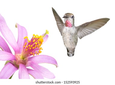 Ruby Throated Humming Bird And Flower On A White Background 