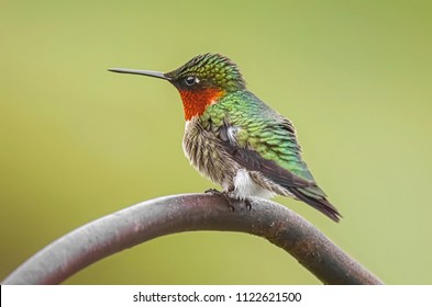 Ruby Throated Hummingbird (1)
