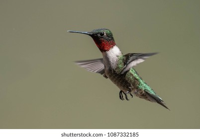 Ruby Throated Hummingbird 