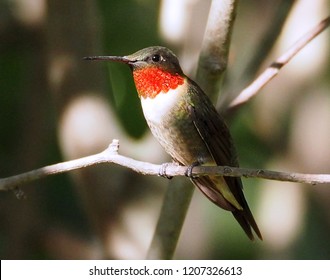 Ruby Throated Hummingbird   