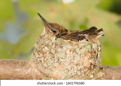 Ruby Throated Hummingbird Babies In Nest.