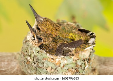 Ruby Throated Hummingbird Babies In Nest.