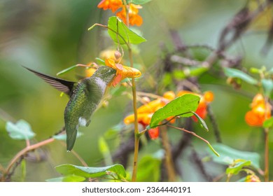 Ruby throated hummingbird drinking from a bright orange flower.