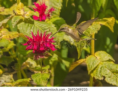 A ruby throated hummingbird feasting on the bee balm plant.