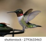 A Ruby throated hummingbird at the feeder 